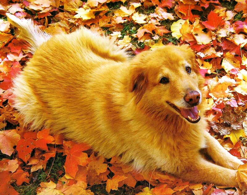 Golden Dog in Leaves