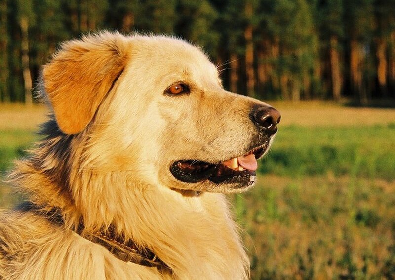 Golden Dog in Profile — Gold