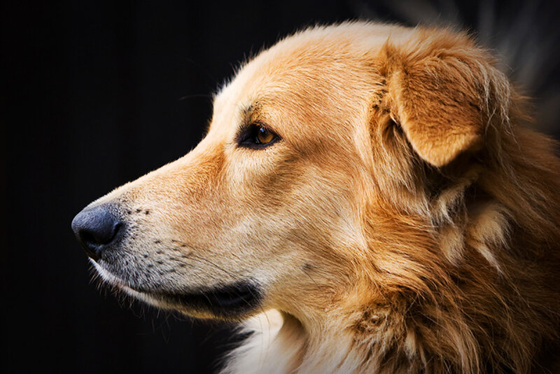 Golden Dog in Profile