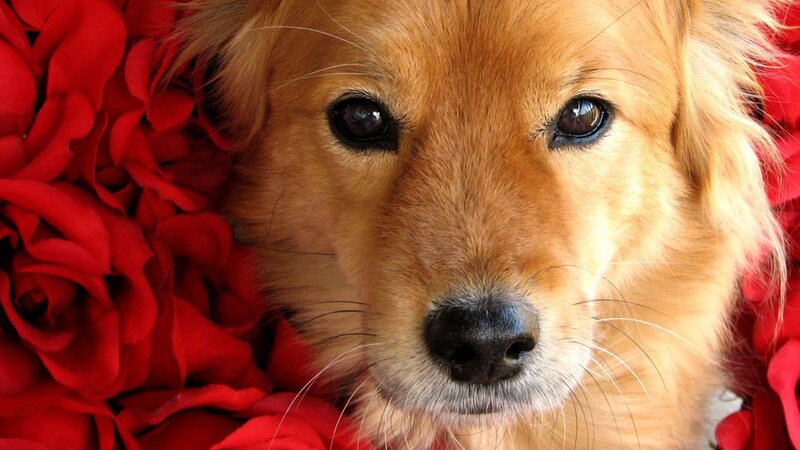 Golden Dog in Red Flowers