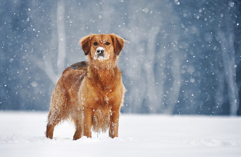 Golden Dog in Snow — Brown