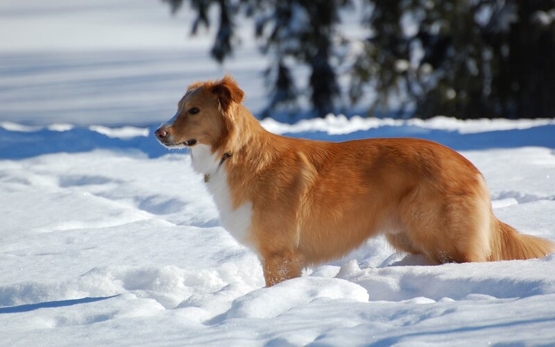 Golden Dog in Snow — White, Calm