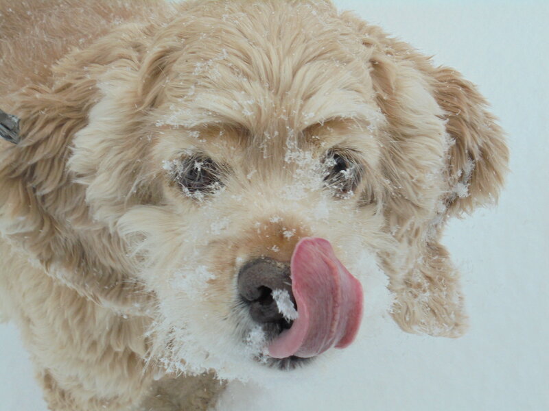 Golden Dog in Snow — White