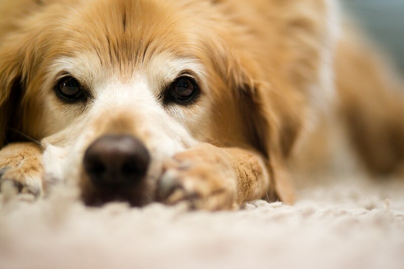 Golden Dog Lying Down — Brown