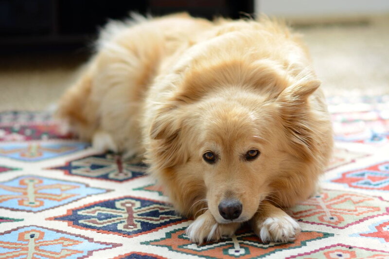 Golden Dog Lying Down