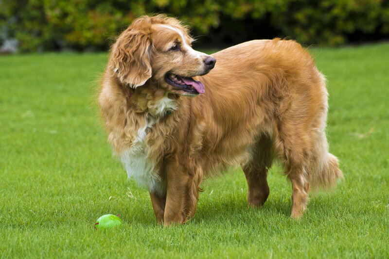 Golden Dog on Grass — Green