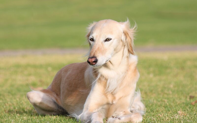 golden dog on grass