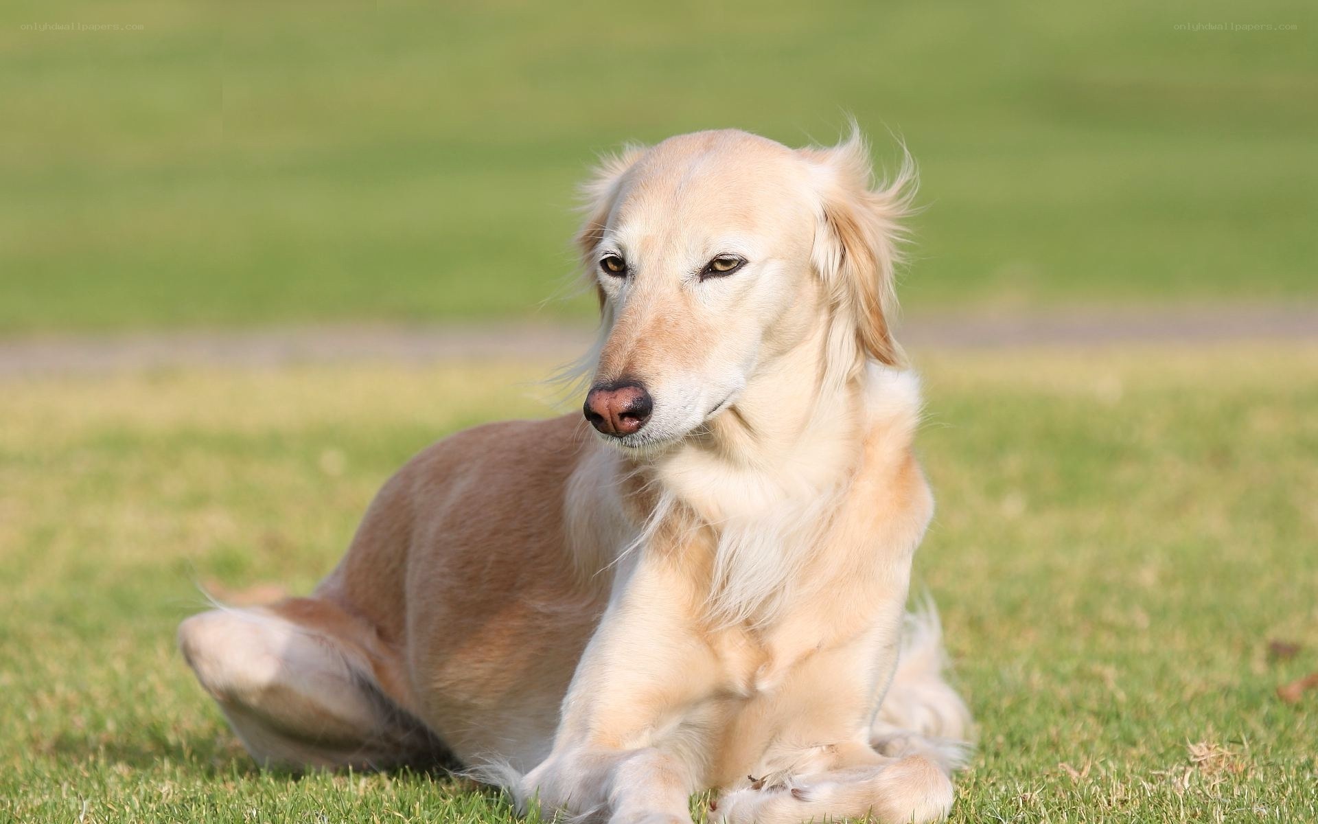 golden dog on grass