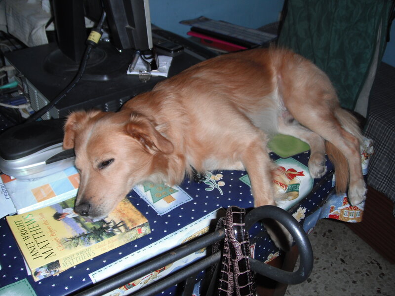 Golden Dog on Table