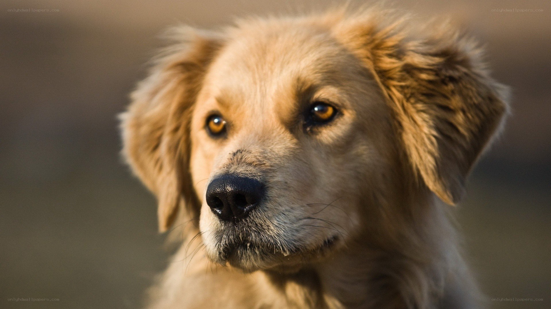 golden dog portrait