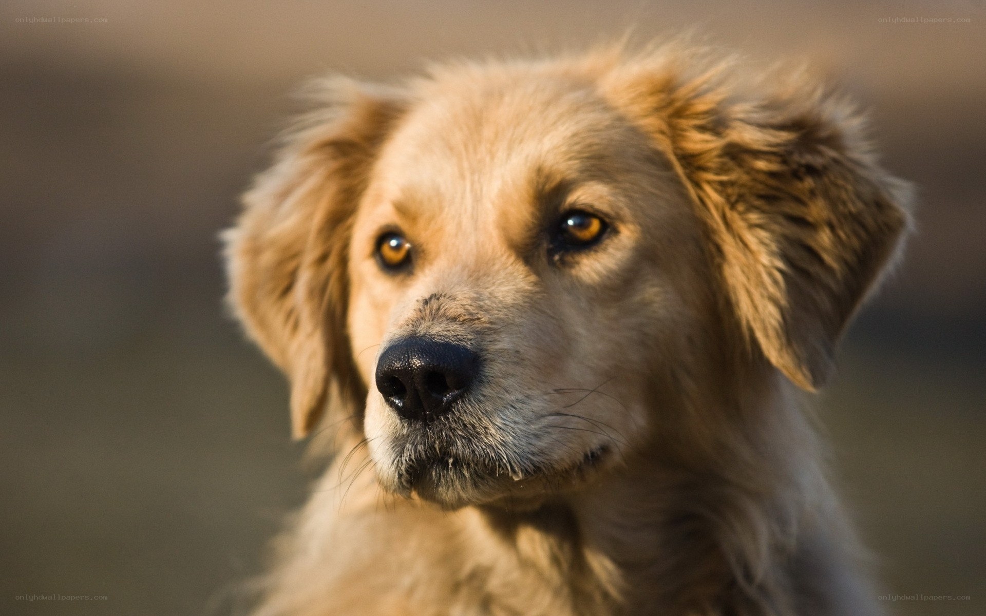 golden dog portrait