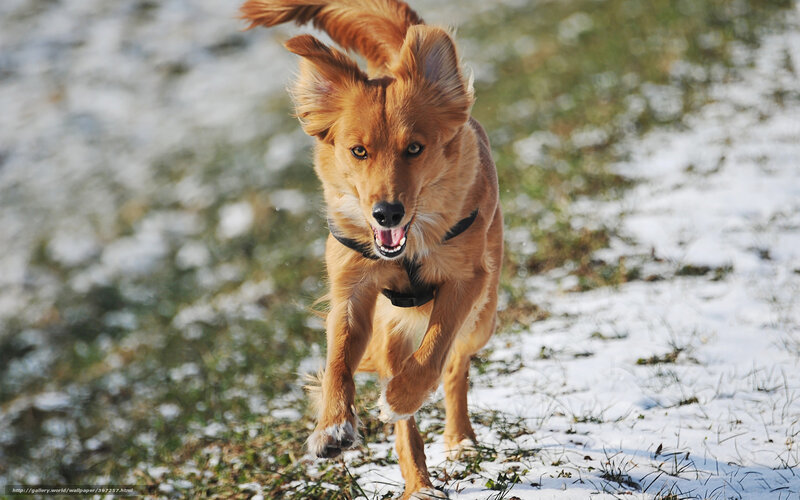 Golden Dog Running — Brown, Active