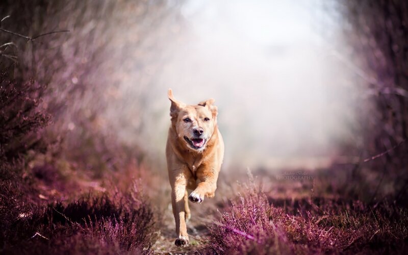 Golden Dog Running — Brown, Dynamic