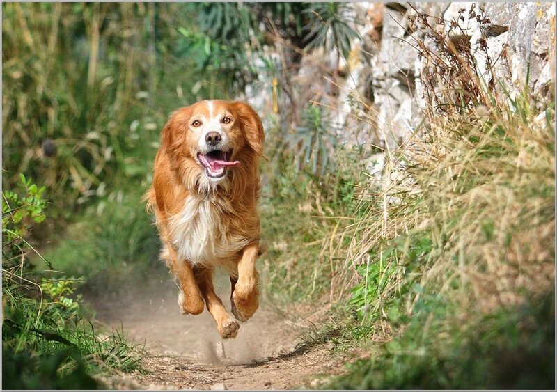 Golden Dog Running