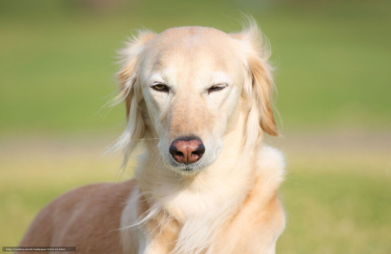 Golden dog with closed eyes