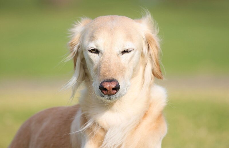 Golden dog with closed eyes