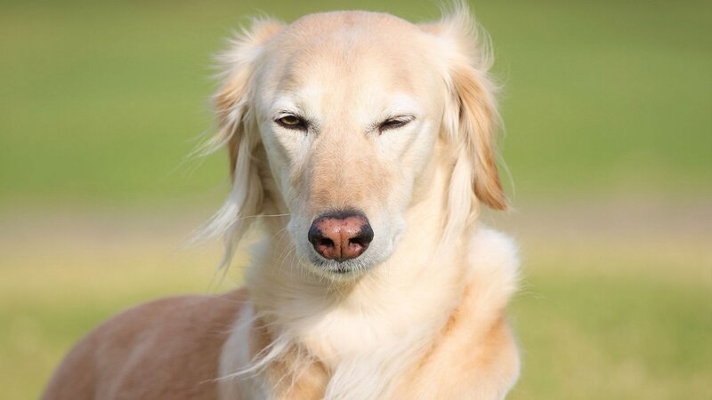 golden dog with closed eyes