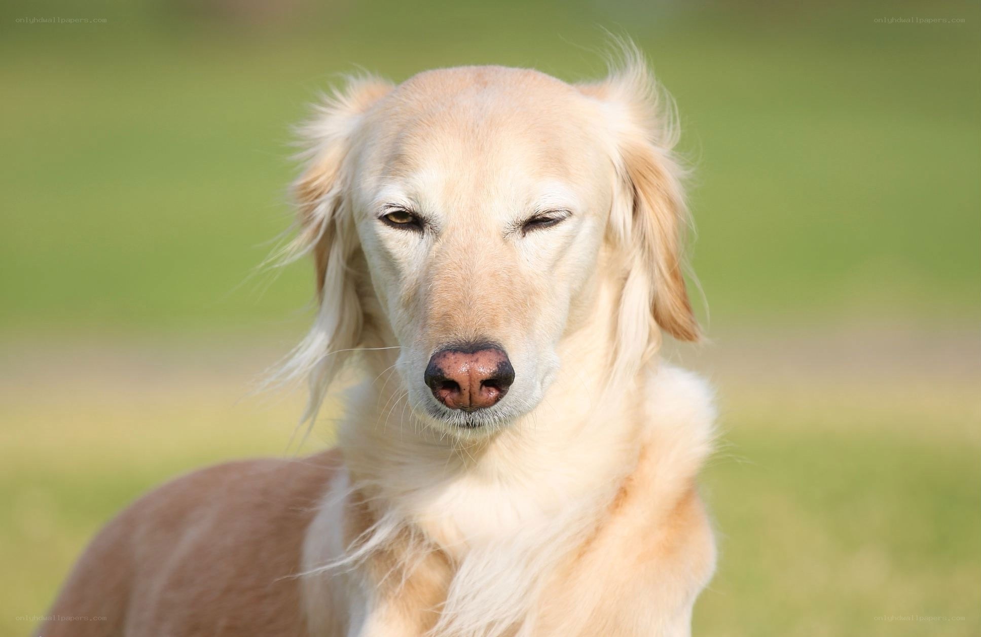 golden dog with closed eyes