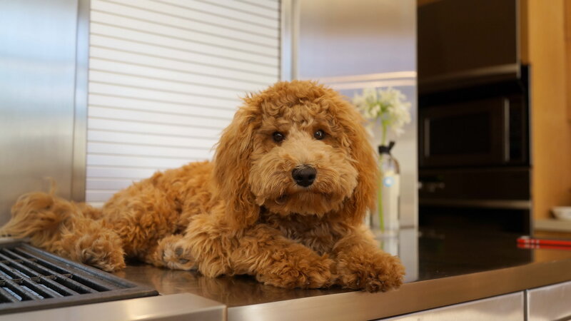Golden Doodle Dog — Brown, Calm