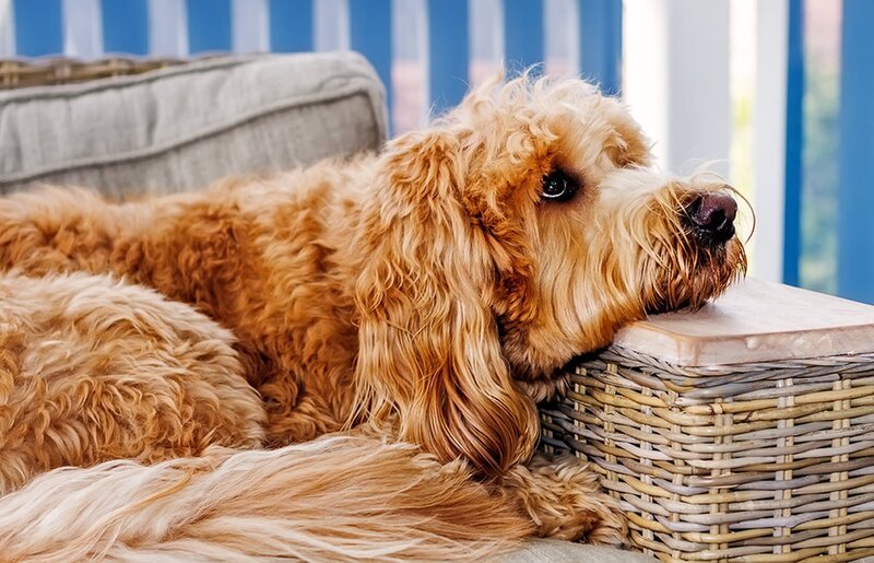 Golden Doodle Dog — Brown