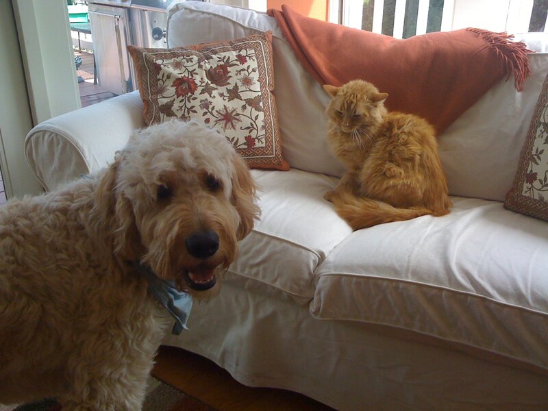 Golden Doodle Dog