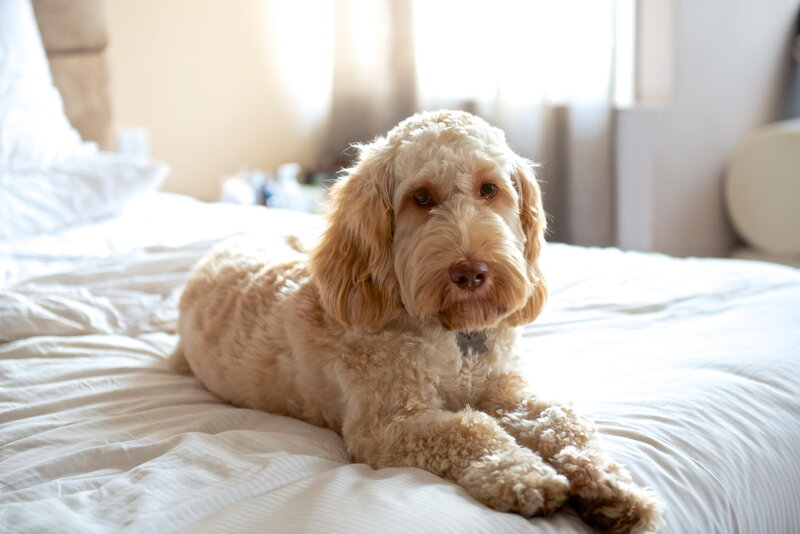 Golden Doodle Dog — White