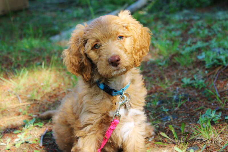 Golden Doodle Puppy