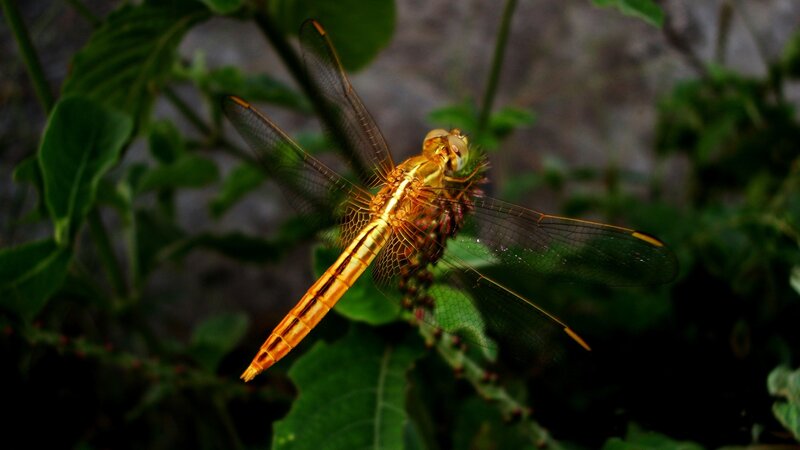 Golden Dragonfly on Leaf
