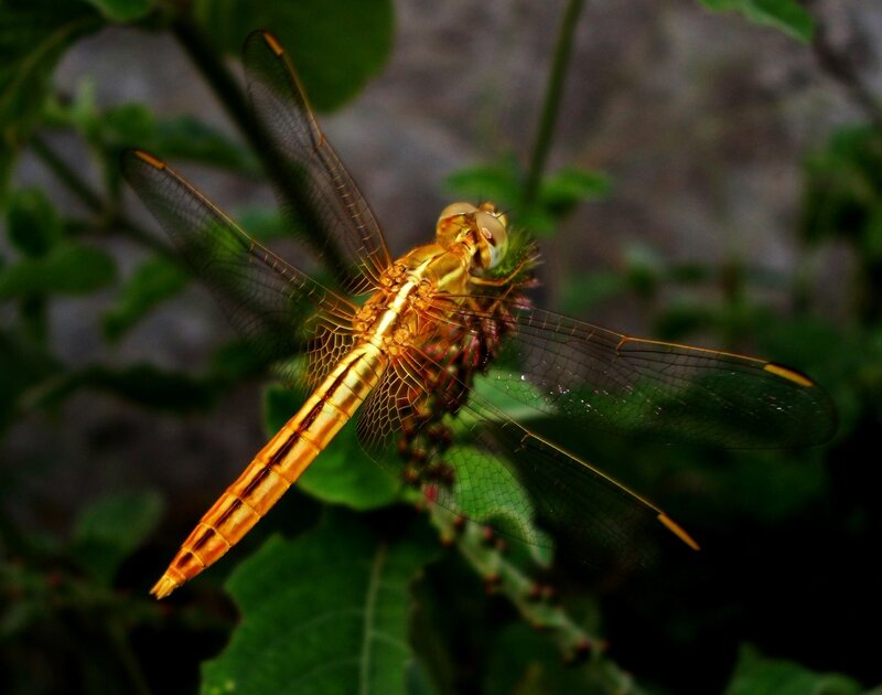 Golden Dragonfly on Plant