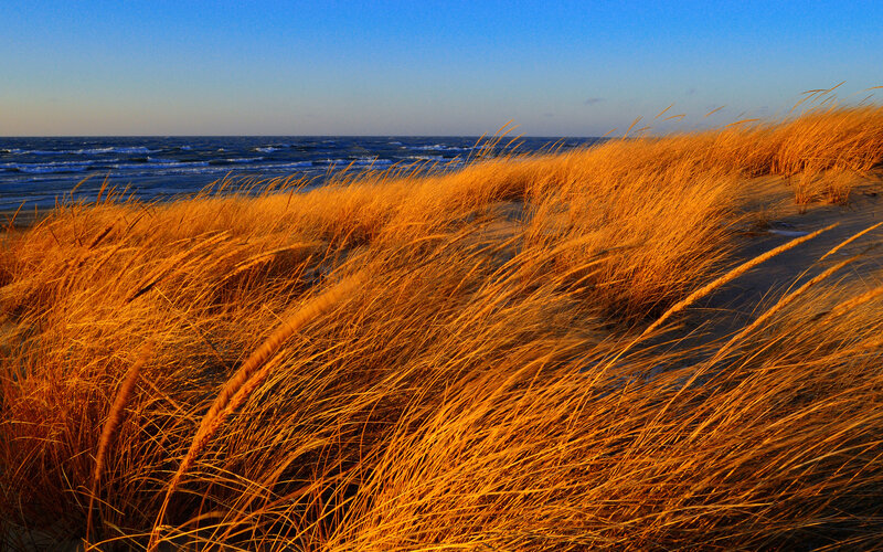 Golden Dune Grass