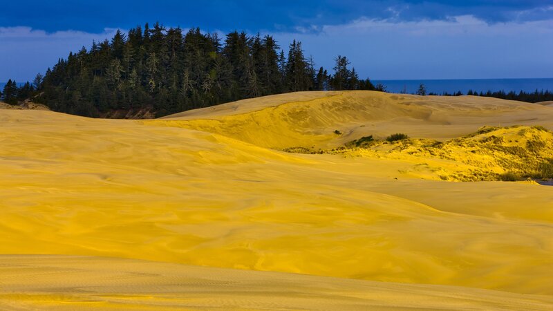 Golden dunes and forest landscape
