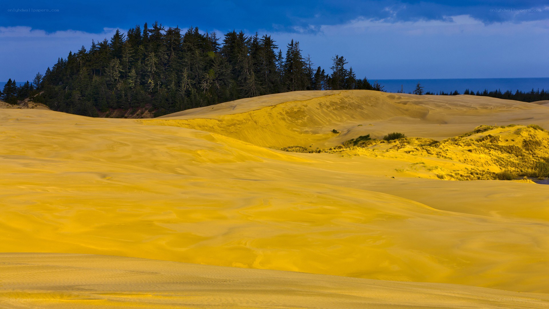 Golden dunes and forest landscape
