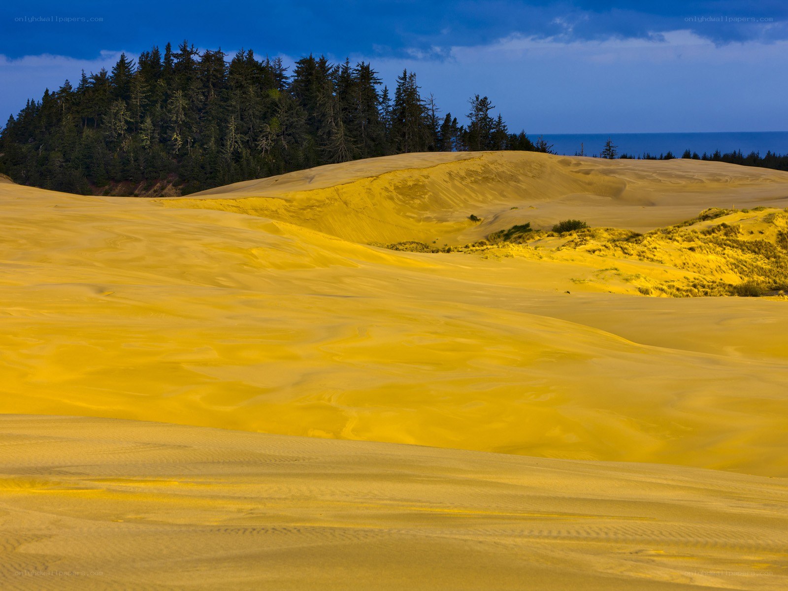 Golden dunes at sunset