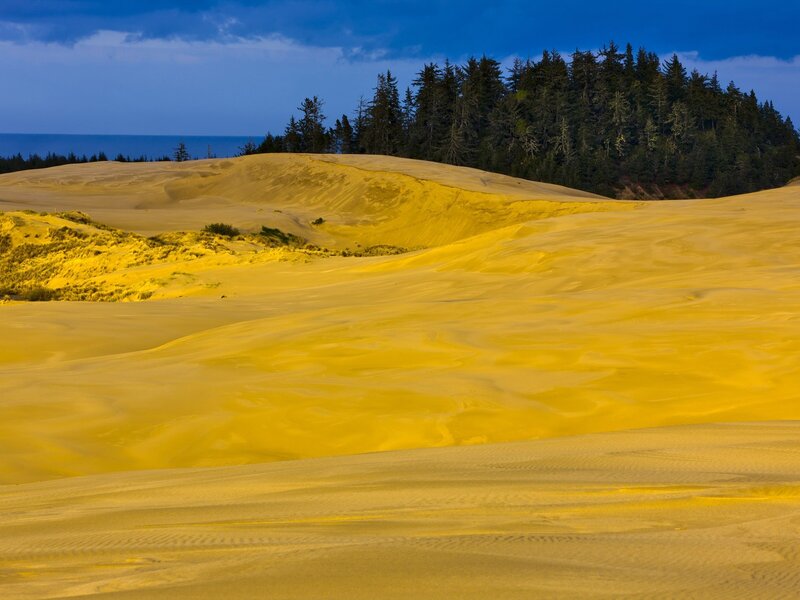 Golden dunes by the forest