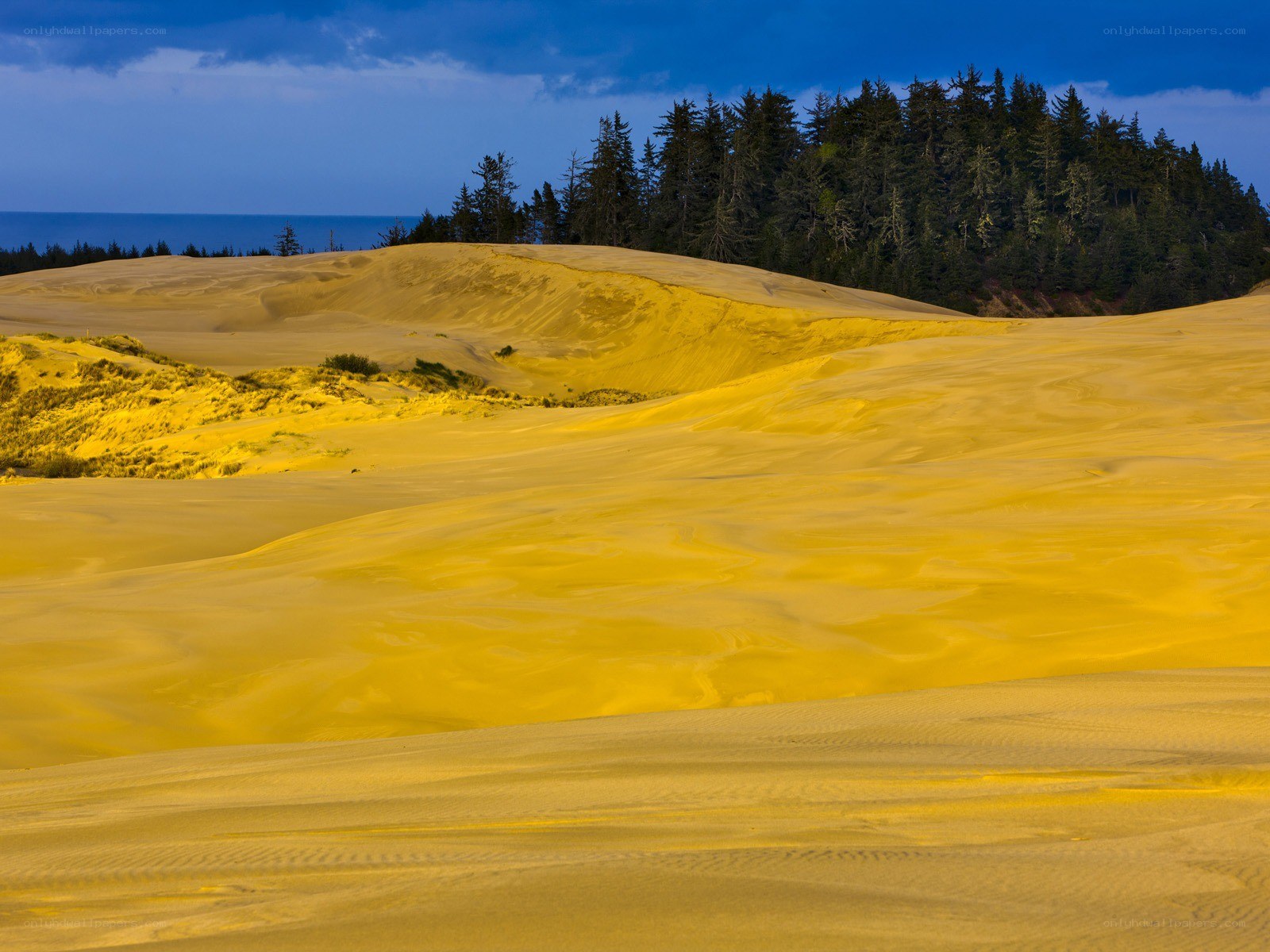 Golden dunes by the forest