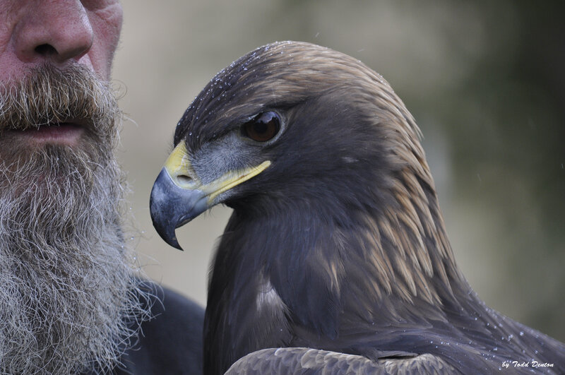 Golden Eagle and Man