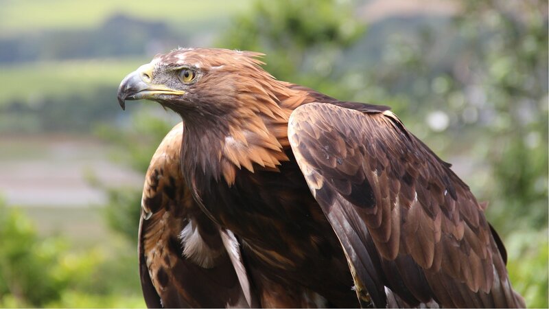 Golden Eagle — Brown, Alert, Afternoon