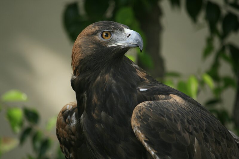 Golden Eagle — Brown, Alert, Photograph