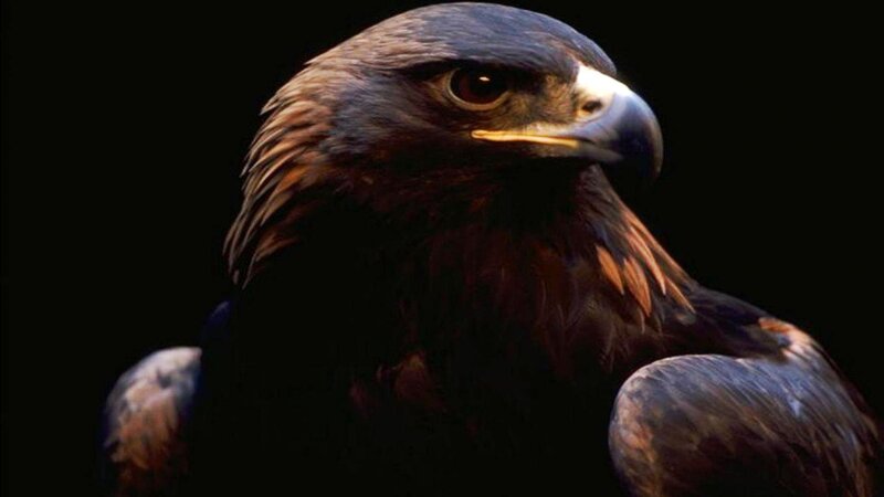 Golden Eagle Head — Black, Dramatic, Photograph, Bird