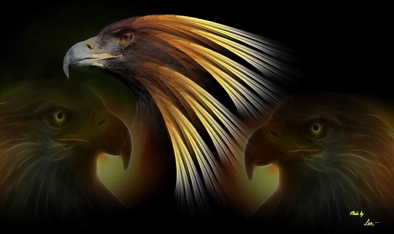 Golden Eagle Head — Black, Dramatic