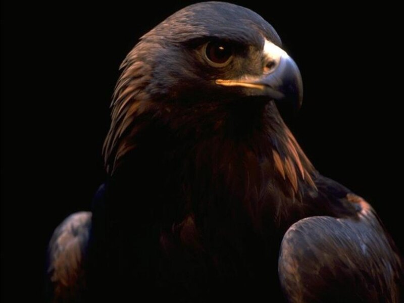 Golden Eagle Head — Black
