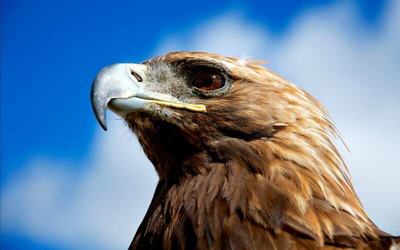 Golden Eagle Head — Blue
