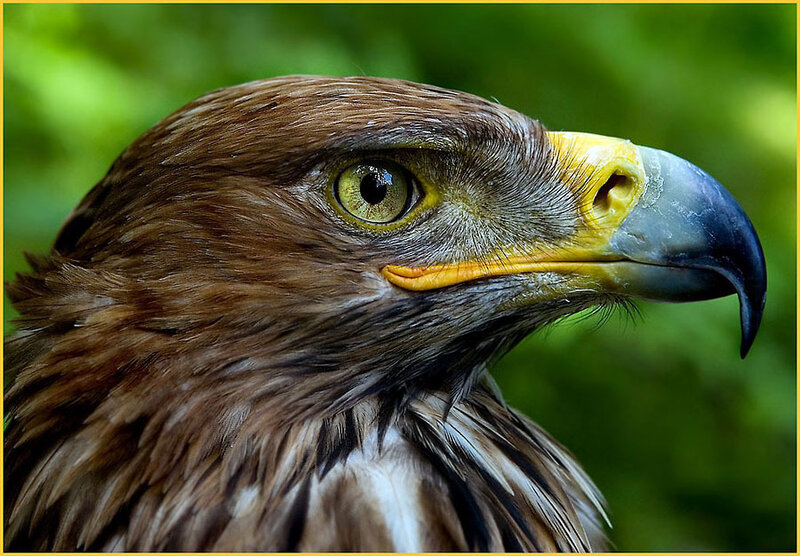 Golden Eagle Head — Brown, Alert, Photograph, Green Foliage