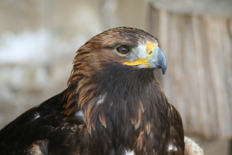 Golden Eagle Head — Brown, Alert