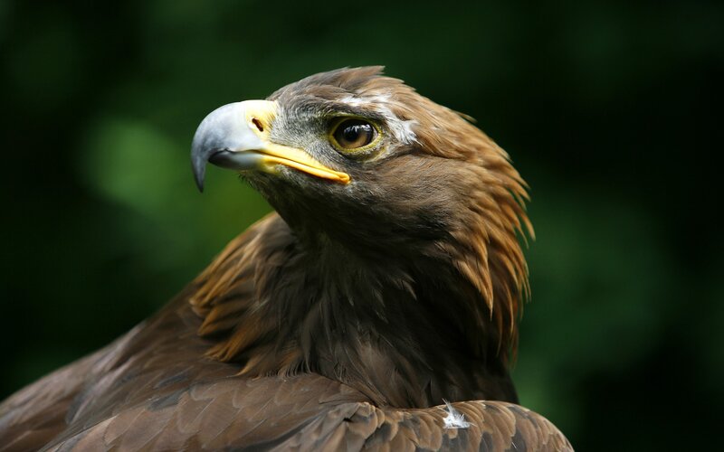 Golden Eagle Head — Brown, Beak