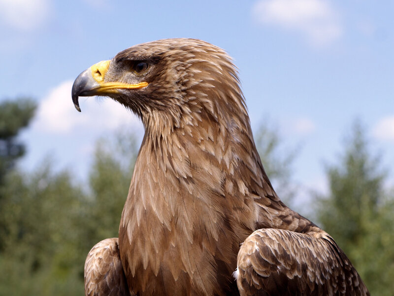 Golden Eagle Head — Brown, Calm