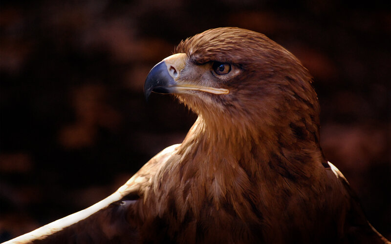 Golden Eagle Head — Brown, Dramatic, Photograph, Beak, Eye