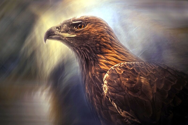 Golden Eagle Head — Brown, Dramatic, Photograph, Bird, Feathers