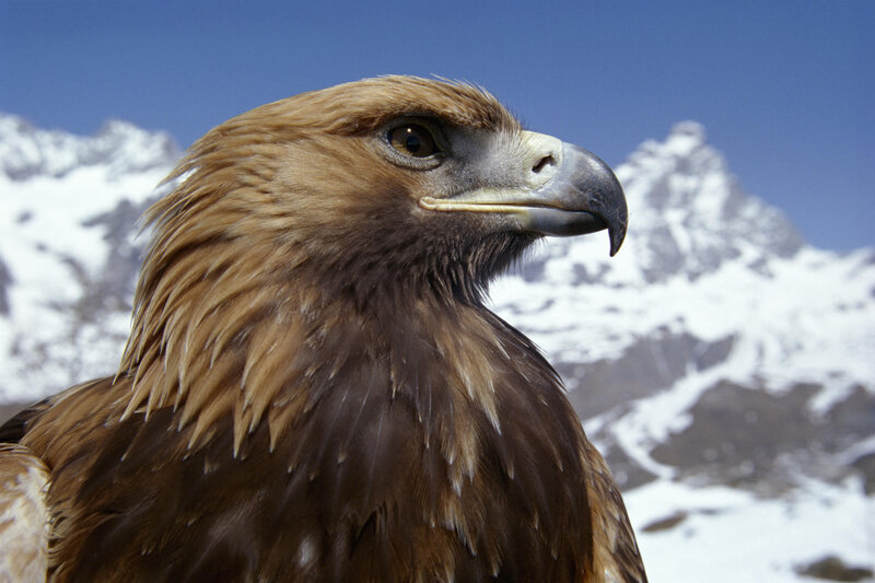 Golden Eagle Head — Brown, Dramatic, Photograph, Mountain