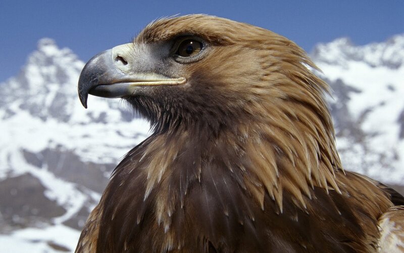Golden Eagle Head — Brown, Dramatic, Photograph, Mountains, Snow